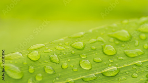 Bubble rain water drop on green leaf.
