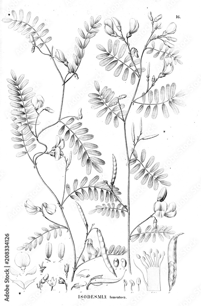 Obraz premium Illustration of plant