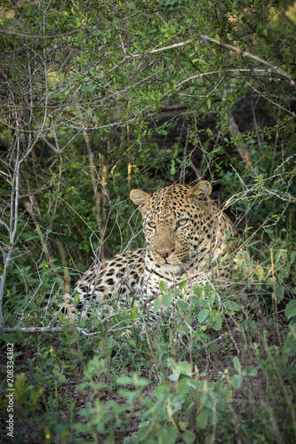 Male leopard in its natural enviroment.