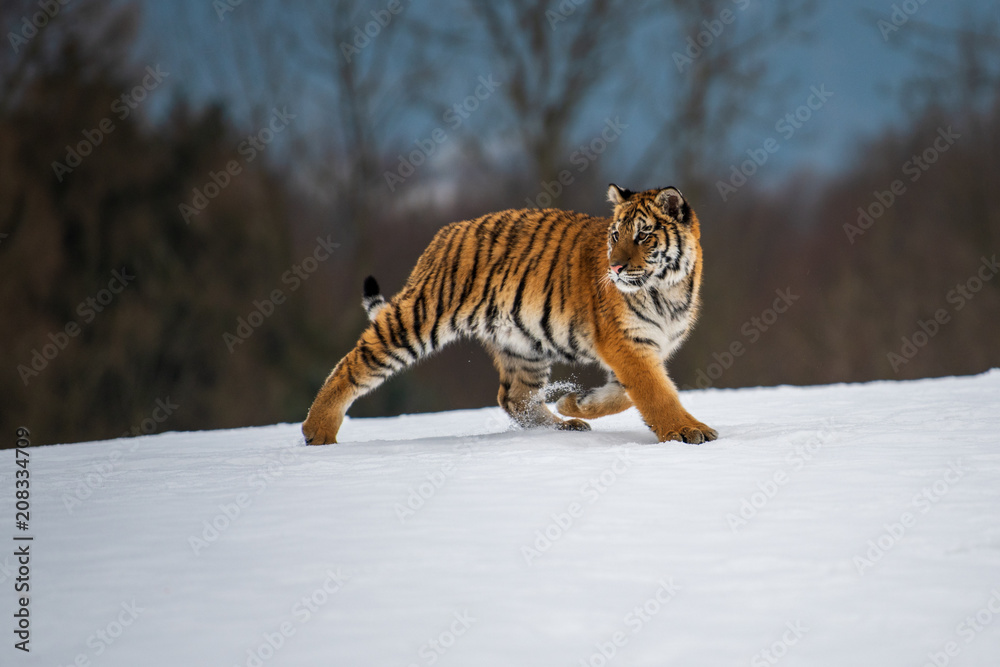 Obraz premium Tygrys syberyjski na śniegu (Panthera tigris)