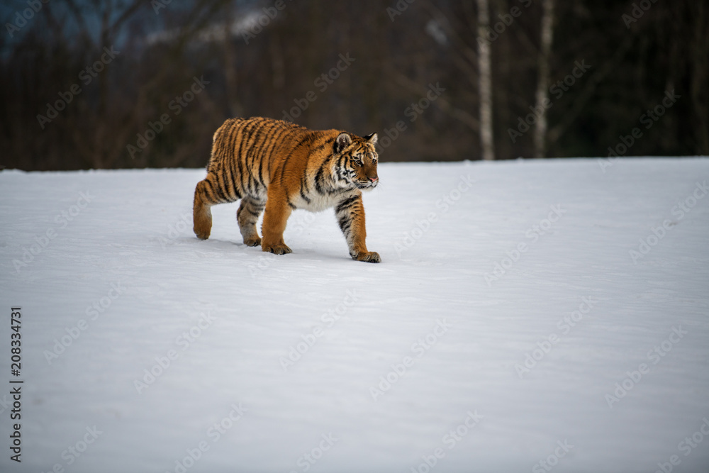 Obraz premium Siberian Tiger in the snow (Panthera tigris)