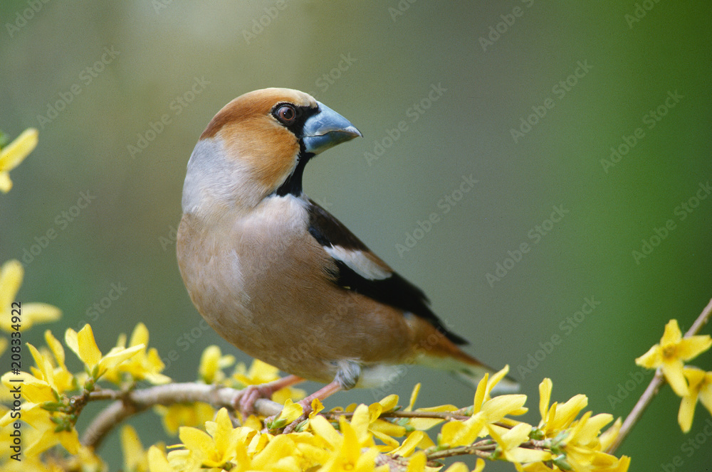 Obraz premium Kernbeißer, Coccothraustes coccothraustes