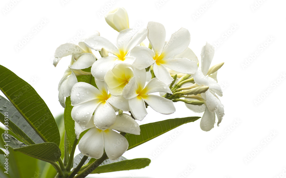 Frangipani (plumeria) flower isolate on white background.
