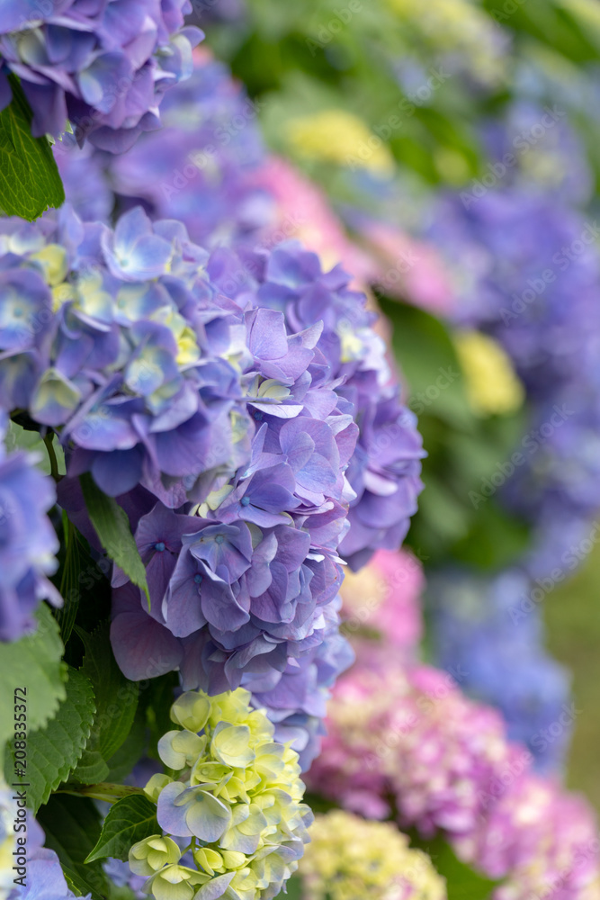Hydrangea of Asukayama Park in Kita Ward, Tokyo, Japan / Asukayama park is a public park in Kita Ward, Tokyo, Japan Hydrangea of Asukayama Park in Kita Ward, Tokyo, Japan / Asukayama park is a public park in Kita Ward, Tokyo, Japan