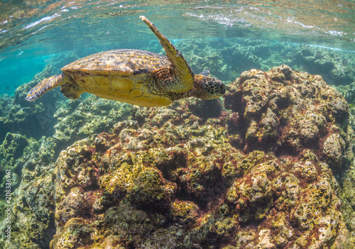 Sea Turtle swimming over the Reef