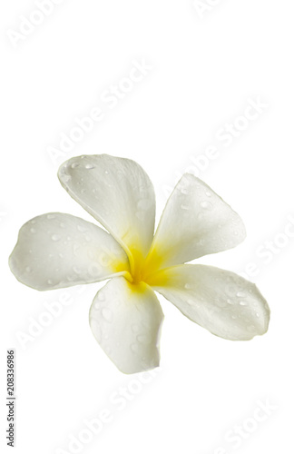 Frangipani (plumeria) flower.