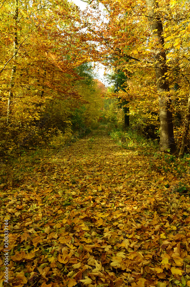 Obraz premium Waldweg im Herbst