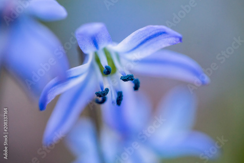 bluebell, scilla siberica, flower, spring	