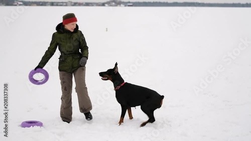 Training and playing with dogs Dobermans on a snowy field in winter photo