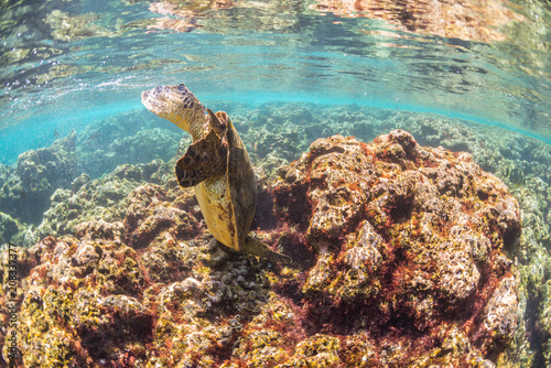 Sea Turtle swimming over the Reef © Melissa