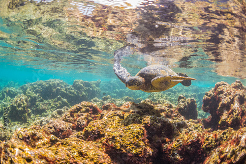 Sea Turtle swimming over the Reef