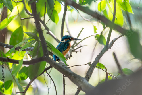 Common Kingfisher in Bangkok,Thailand