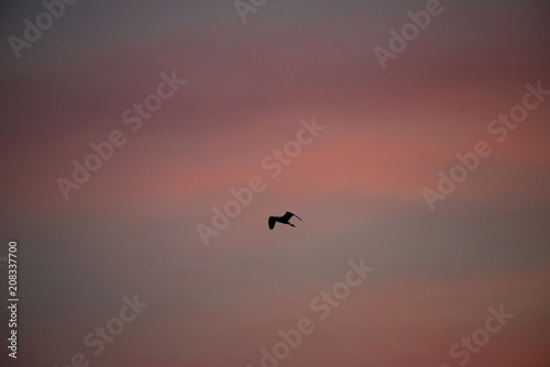 Silhouette of flying bird with beautiful sunset background