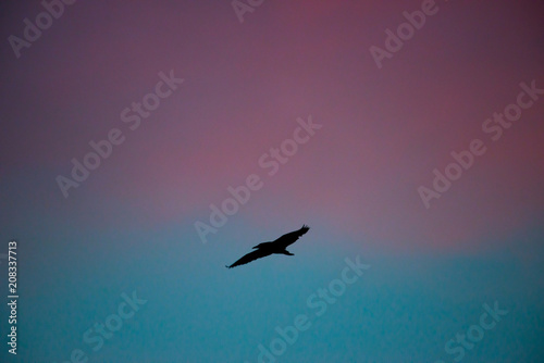 Silhouette of flying bird with beautiful sunset background