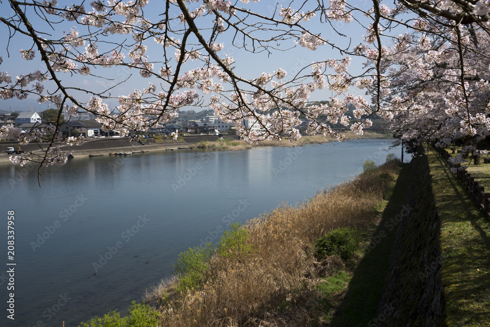 桜と球磨川の流れ