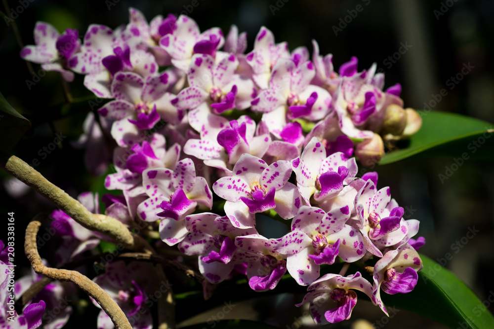 beautiful orchid flowers in garden
