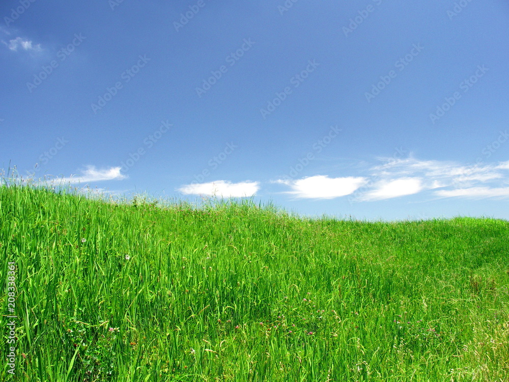 夏草の土手風景