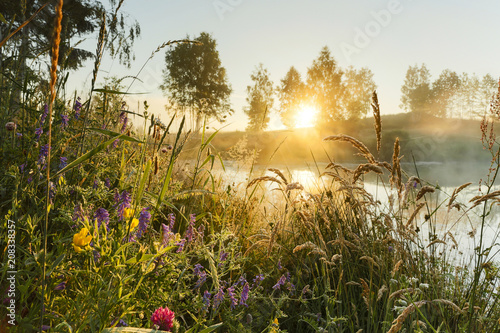 Wild flowers sunrise. / Beautiful morning sun and natural plants in north Poland