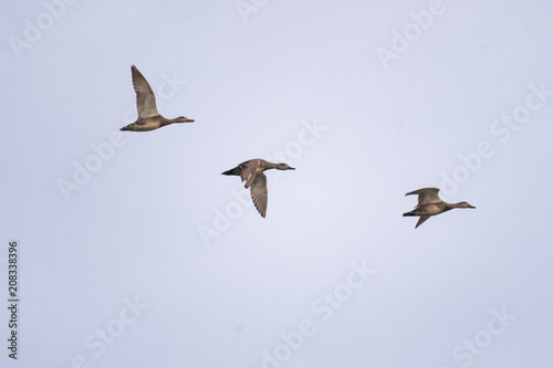 Gadwall ducks flying in front of a clear sky