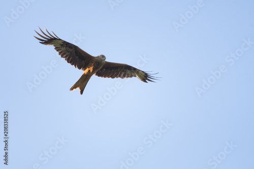 Red kite flying in front of a clear sky
