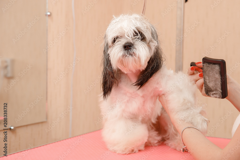 Woman groomer combing dog Shih tzu with wool comb, concept moulting, spring, washing hair Woman groomer combing dog Shih tzu with wool comb, concept moulting, spring, washing hair