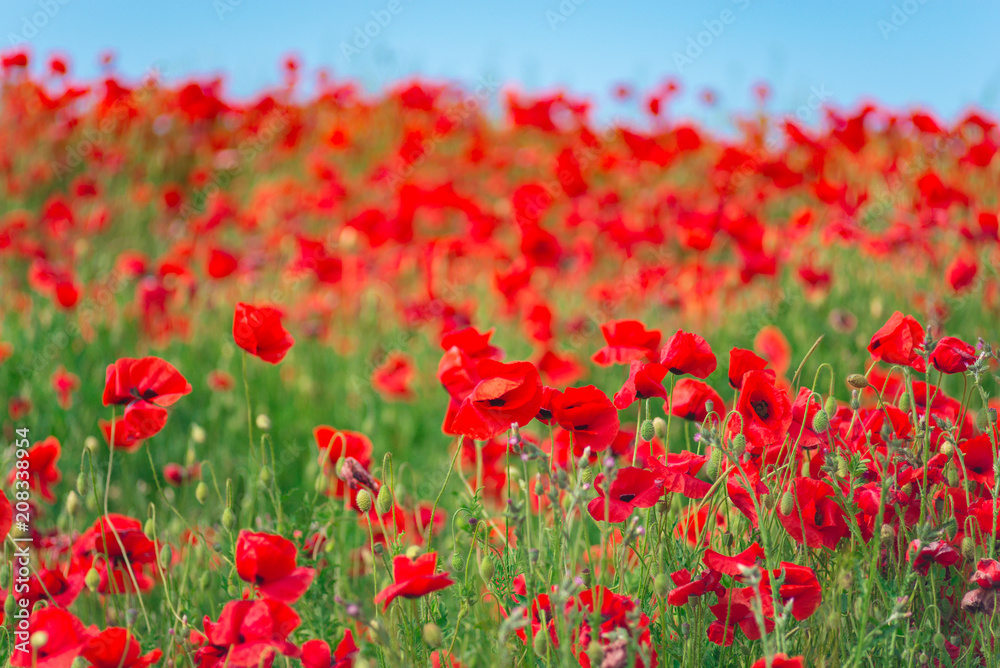 Remembrance day, Anzac Day, serenity. Opium poppy, botanical plant, ecology. Poppy flower field, harvesting. Summer and spring, landscape, poppy seed. Drug and love intoxication, opium, medicinal