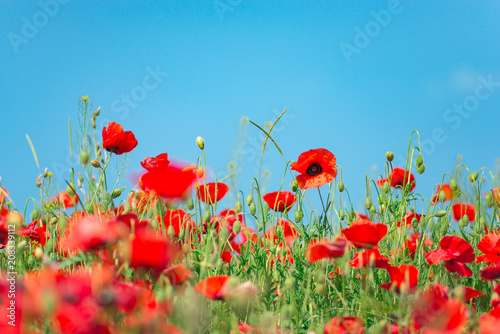 Remembrance day, Anzac Day, serenity. Opium poppy, botanical plant, ecology. Poppy flower field, harvesting. Summer and spring, landscape, poppy seed. Drug and love intoxication, opium, medicinal photo