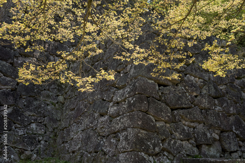人吉城跡の石垣をバックにカエデの木