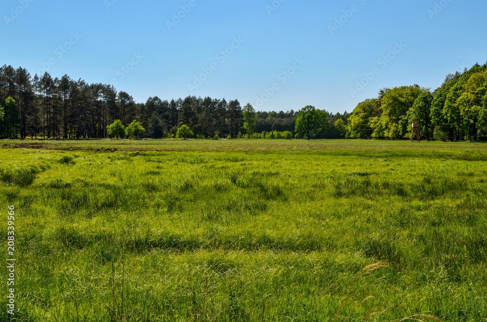 Spring sunny landscape. Green meadow in a beautiful forest.
