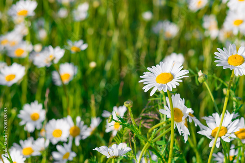 Green grass and chamomile field in the nature