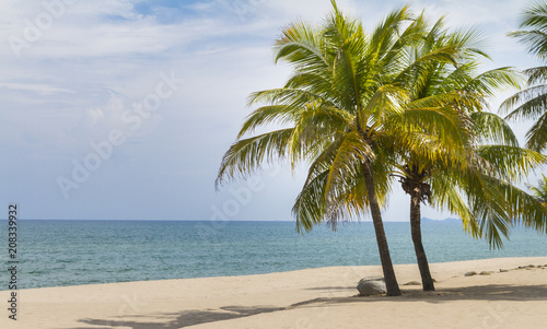 Coconut tree on the beach. © Freely
