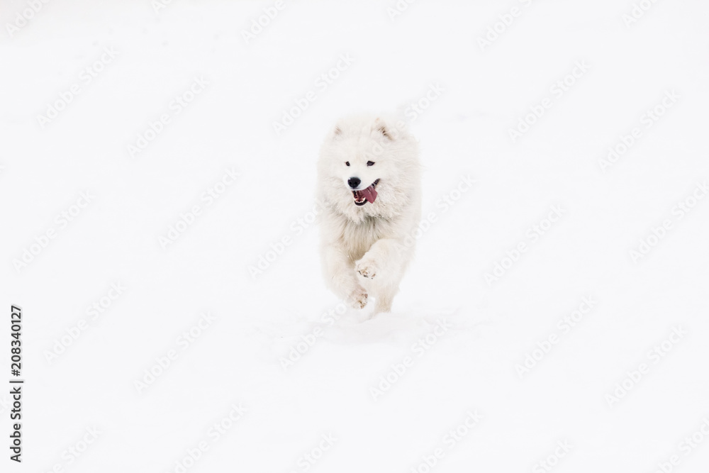 Dog Samoyed young active in the snow