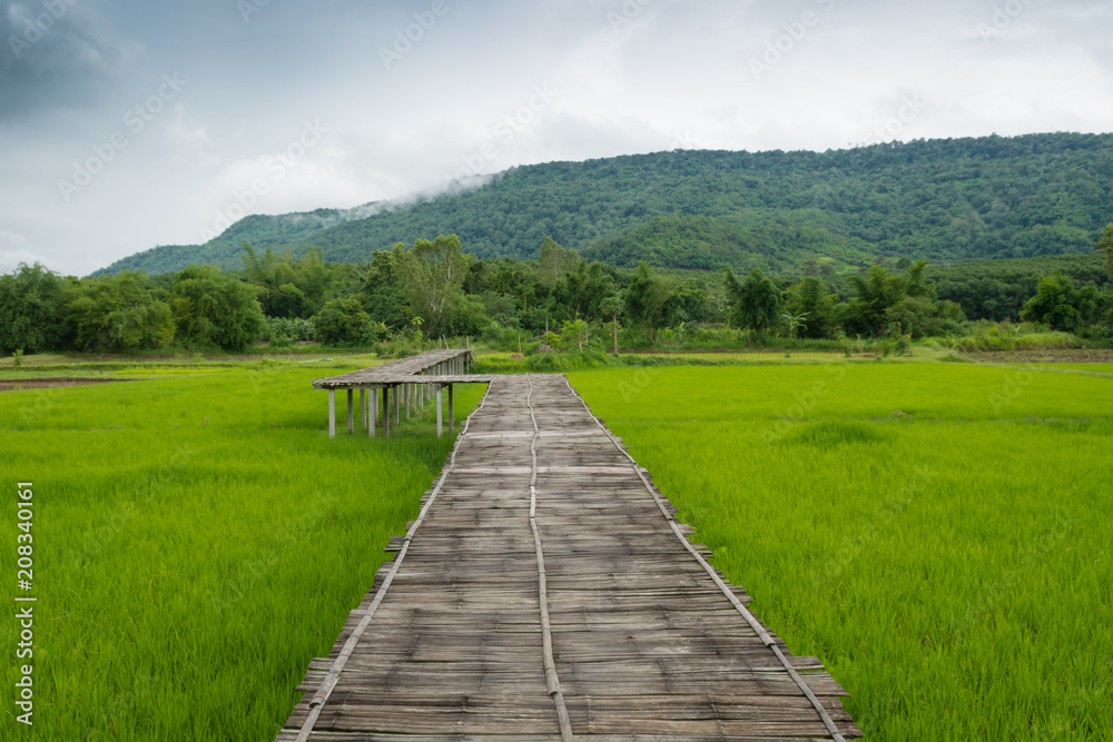 the wood bridge in the rice field with fog