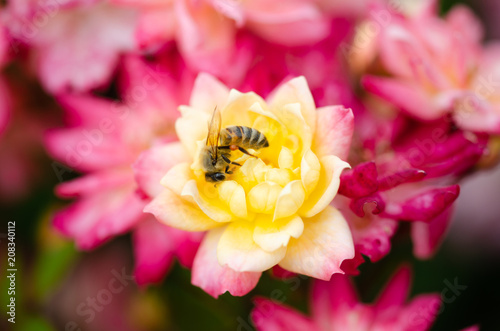 Honey bee on a yellow rose , closeup