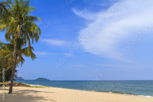 Coconut tree on the beach.