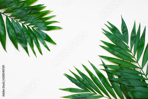 Palm Green Leaves Tropical Exotic Tree Isoalted on White Background. Holliday Patern Template