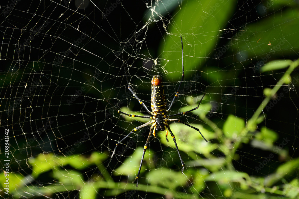 Closeup, big spider hang on cobweb in green tropical forest. Closeup, big spider hang on cobweb in green tropical forest.
