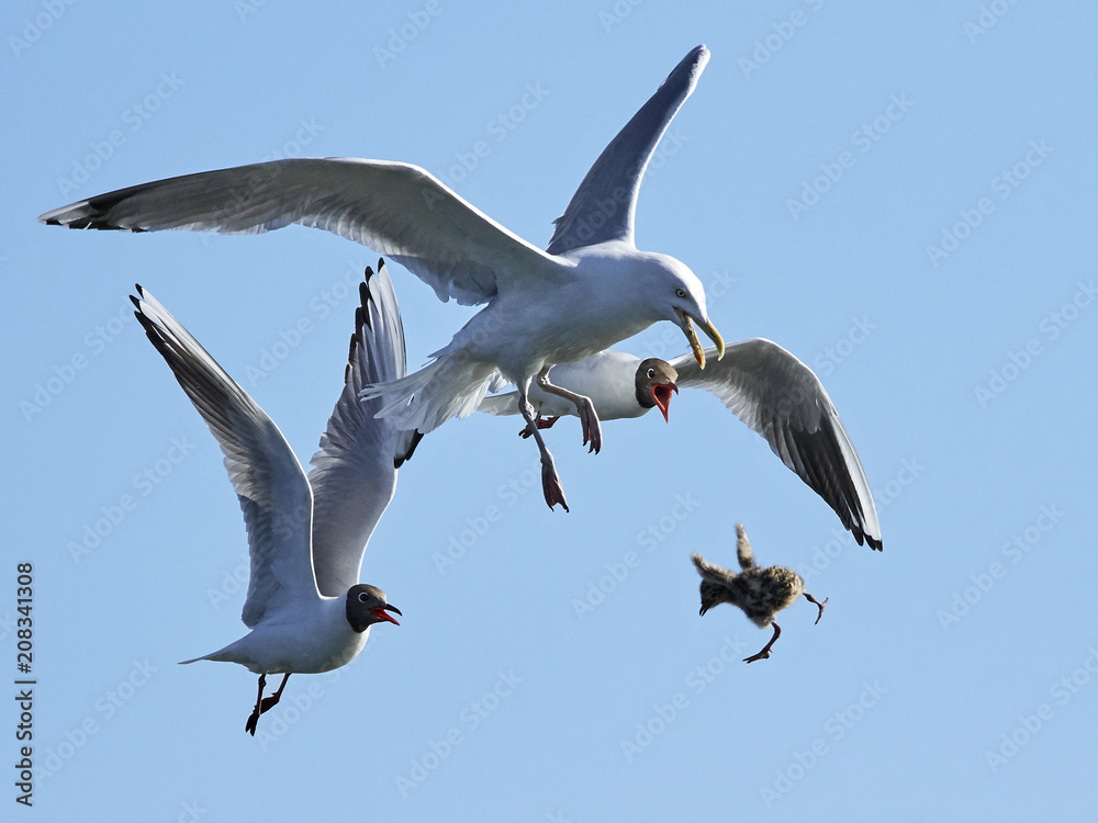 Black-headed gull (Chroicocephalus ridibundus) chasing European herring gull (Larus argentatus) Black-headed gull (Chroicocephalus ridibundus) chasing European herring gull (Larus argentatus)