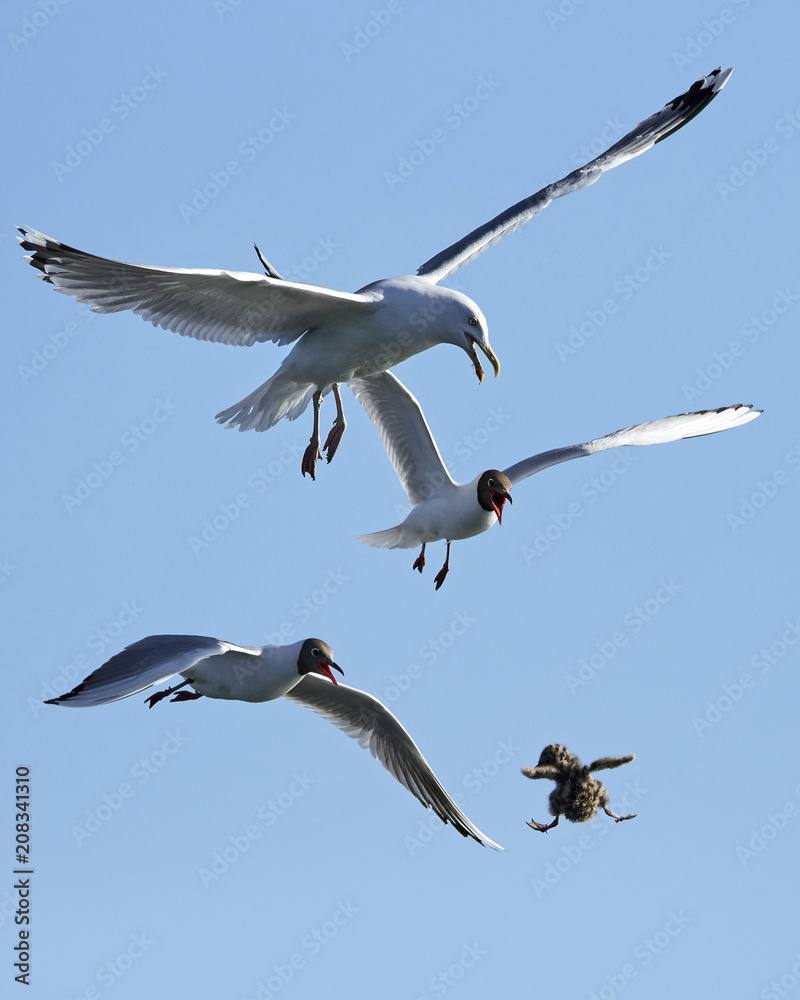 Black-headed gull (Chroicocephalus ridibundus) chasing European herring gull (Larus argentatus) Black-headed gull (Chroicocephalus ridibundus) chasing European herring gull (Larus argentatus)