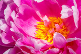 closeup of yellow stamens of a pink peony