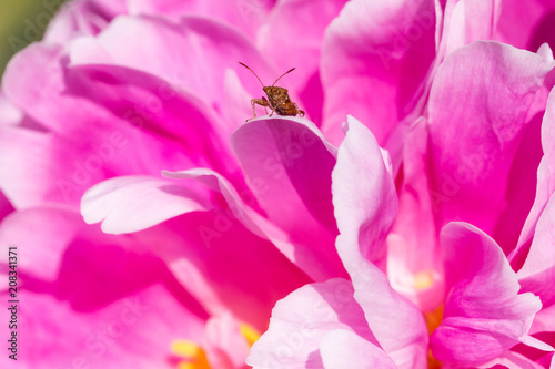 closeup of a small insect on a pink peony
