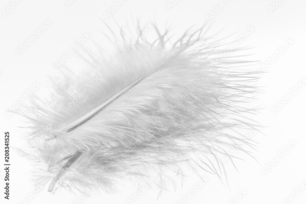 Obraz premium young white feather on a mirror
