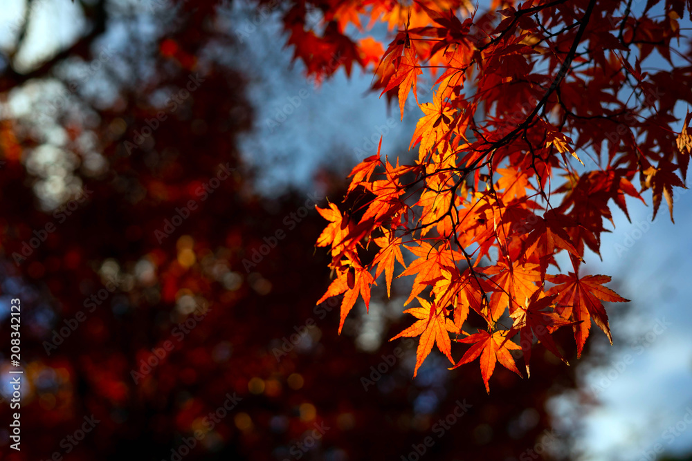 Autumn is one of the most famous seasons to travel in Japan. Autumn is one of the most famous seasons to travel in Japan.