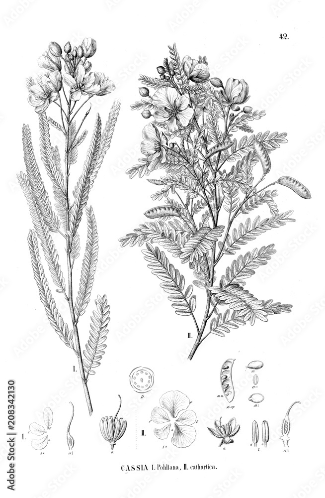 Illustration of plant Illustration of plant