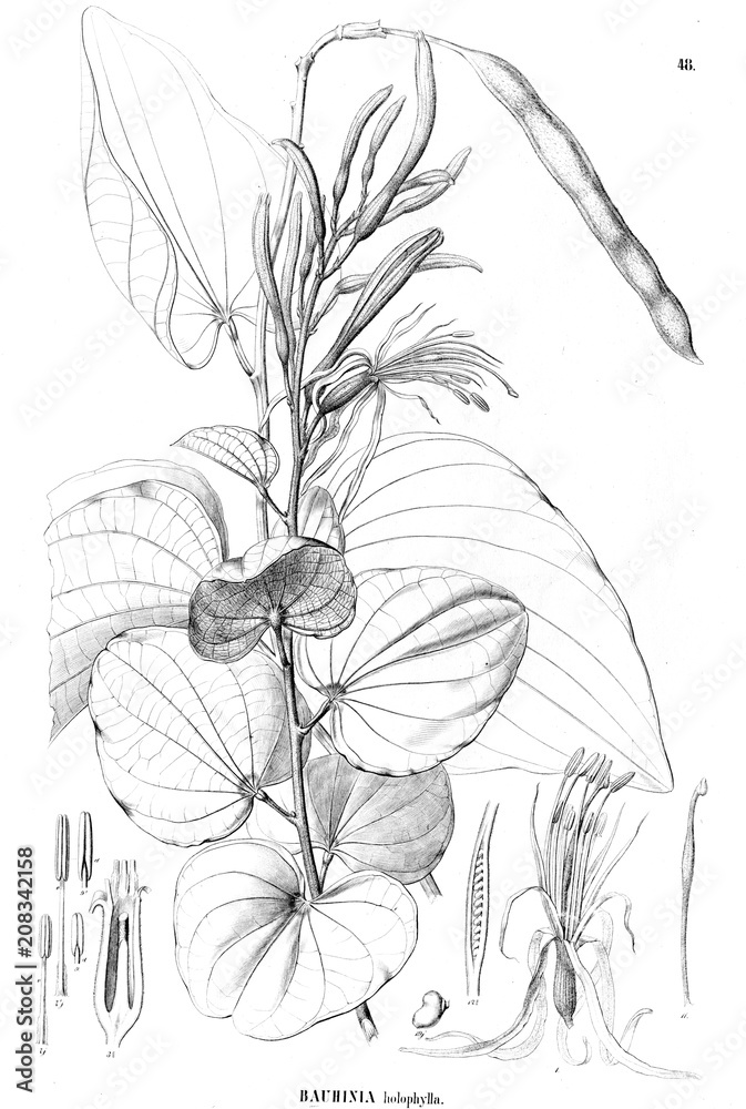 Fototapeta premium Illustration of plant