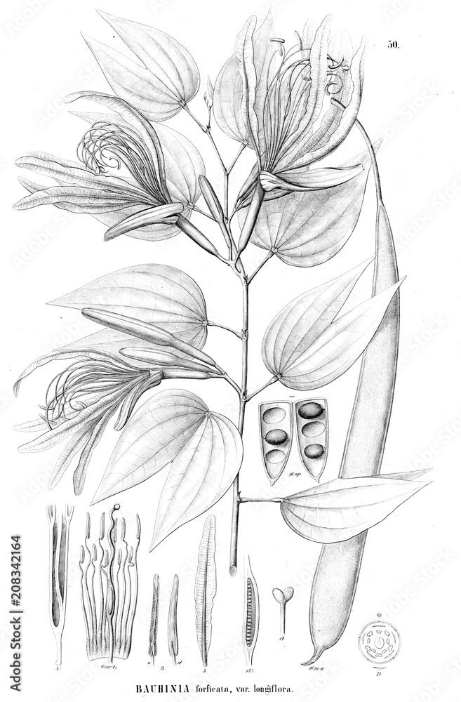 Naklejka Illustration of plant