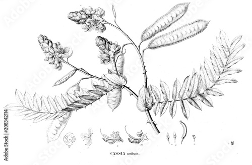 Illustration of plant