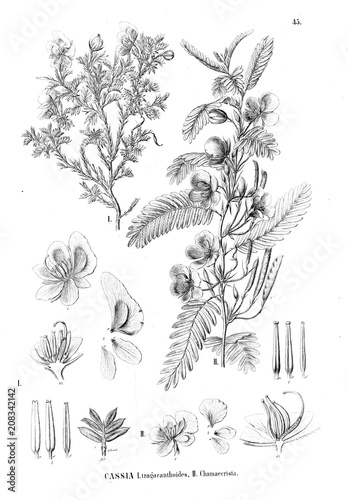 Fototapeta Naklejka Na Ścianę i Meble -  Illustration of plant