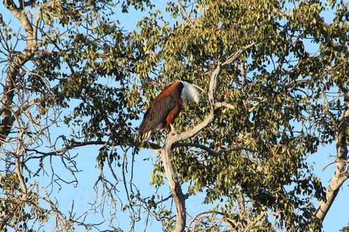 fish eagle in Africa