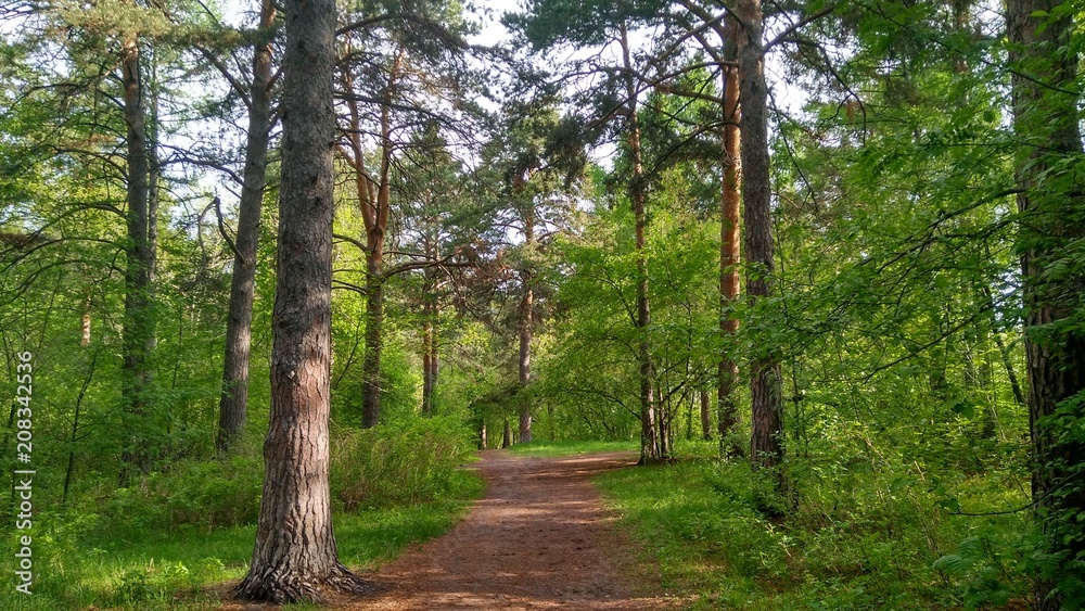 Summer landscape: a forest road through the forest Summer landscape: a forest road through the forest